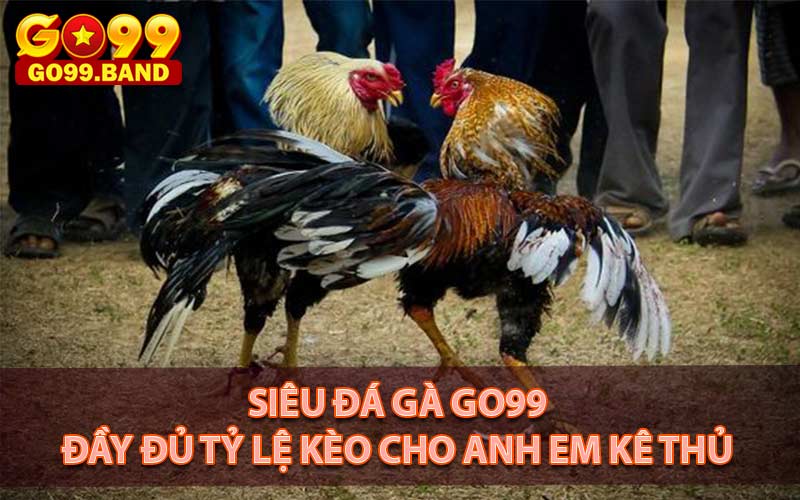 Cá cược đá gà go99 trực tuyến